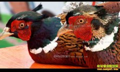 [�¸���]���ջ���������ɽ����ɽ��Ӯ�òƸ�ӭ����