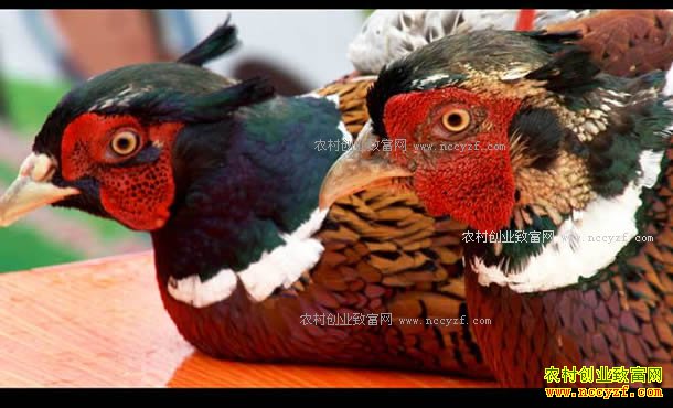 [�¸���]������ֳ������ͳ�������ֳʯ��ƾʲô����ô�� 