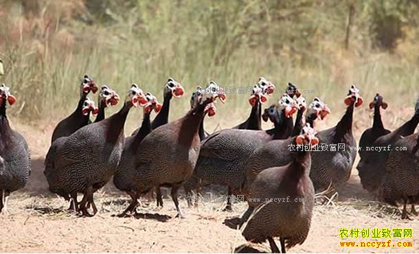 ����������κ������ֳ���鼦����ƶ�¸�