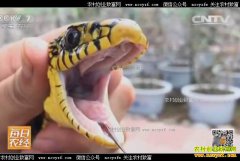 [ÿ��ũ��]ɽ�����ݹ�ѧ����ֳ��������Ч��