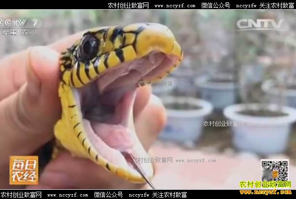 [ÿ��ũ��]ɽ�����ݹ�ѧ����ֳ��������Ч��