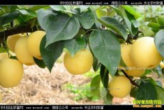 ����������˼����ֲ�ƽ���Ķ��������Ԫ