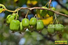 ������������ֲ����������ݮ�����¸���������