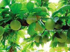 �����������������󸡹�ũ������ˮ���ɸ��