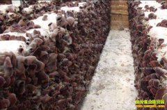 �Ĵ�ʲ������ƽ��ֲ�Ʊ�ľ��������23��Ԫ