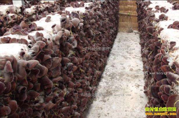 �Ĵ�ʲ������ƽ��ֲ�Ʊ�ľ�����¸�����