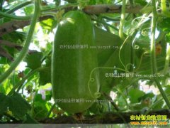 �����人��������ֲ����Ů���ϡ����ֵ����300��Ԫ