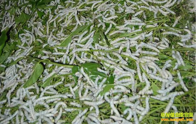 ��������ũ������ȫ����ֽ15���������Ԫ