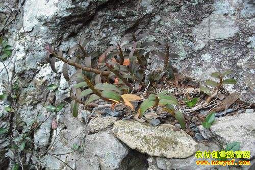 ����Ӣɽ����������Ұ����ֲʯ�����ֵ500����Ԫ