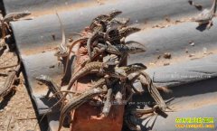 [ũ�����]�ӱ������������ֳ�����洴���Ƹ�