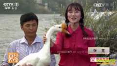 [ÿ��ũ��]�����׶������� ��ֳ�����׶�Ч���