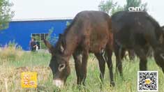 [ũ�����]ɽ����־�������ë¿��С��