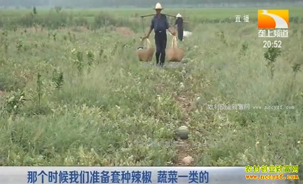 �¸��ð�����ˮ����ֲ�� ���ת��������