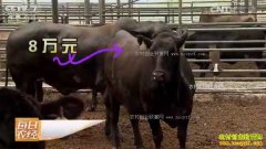 [ÿ��ũ��]���ݷ���أ�8��Ԫһͷ��ţ���ӹ�