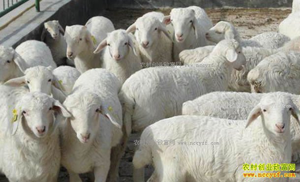 2018��������׬Ǯ�𣿽�������ǰ�����������Ԥ��