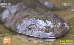 [ÿ��ũ��]����ǿڣ���С��������������н���