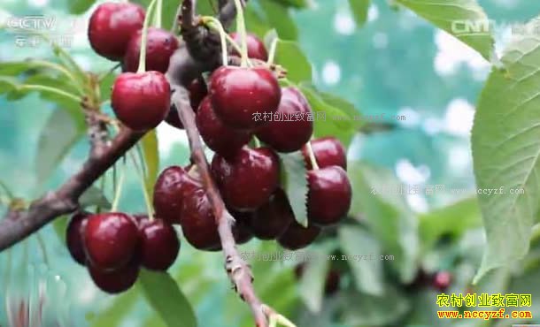 �Ƽ�Է������ͨ��١�ȸ��ܶ���ֲӣ�Ҽ�����Ƶ