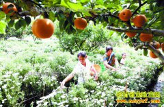 �������ϪԴ�壺��԰���־�Ķ������Ԫ