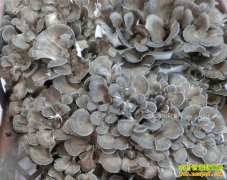 �ӱ������ر�ׯ�壺��ֲ��Ģ��ũ����ƶ�¸�����Ŀ