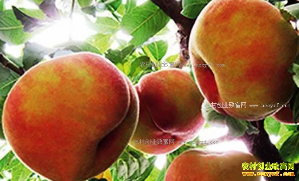 ����ͨ���Ÿ�����ֲ���������ÿ��30Ԫ������