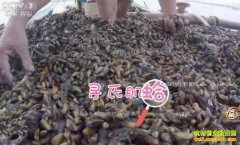 [�¸���]�㶫��ƽ����Ⱥ׳�º��̱����̳��Ƹ�Ȣ����