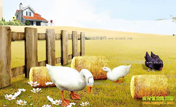 �ӱ�Χ��κ��Ƽ��Ӫɽ���ͥũ�������¸�·