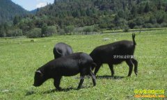 �����ϴ����ɸ�ɽ�ַ�����������ҵ�¸�