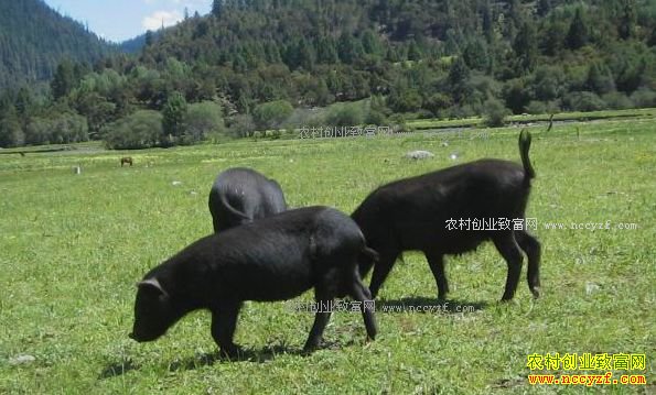 �����ϴ����ɸ�ɽ�ַ�����������ҵ�¸�