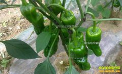 ������ɽ����ֲ�ߺ�����ũ���¸�����Ŀ