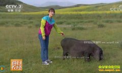 [ÿ��ũ��]�ຣ�����أ��������İ�ü������ģ��