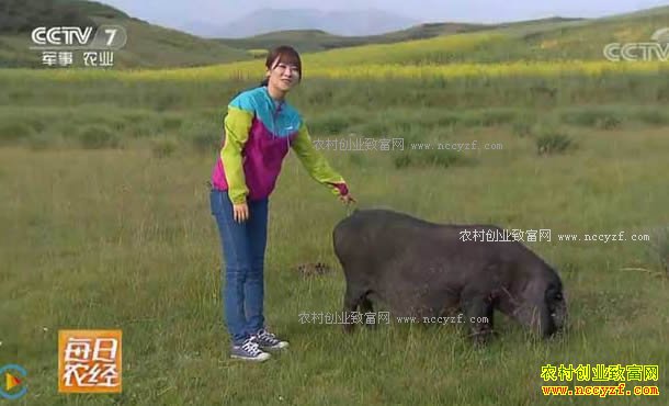 [ÿ��ũ��]�ຣ�����أ��������İ�ü������ģ��