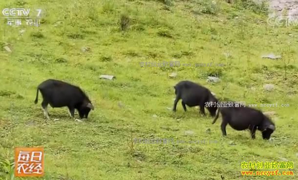 [ÿ��ũ��]����׿�᣺����ާ��ĺ�����Ч���