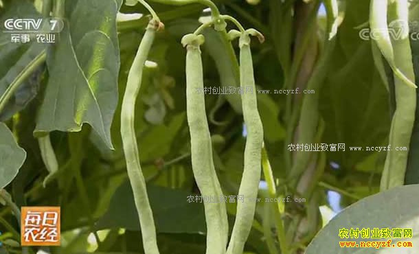 [ÿ��ũ��]�ӱ���Դ����ֲ�����۵ļܶ�Ч���