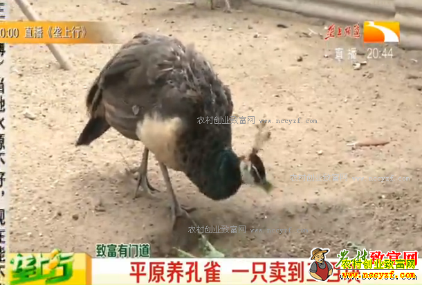 �¸��ð�������ȸ�Ե��ٳ��ÿ���ֳ��ȸЧ���