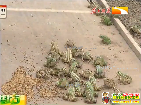 �¸��ð��������ܶ������� һĶ׬����