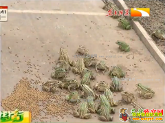 �¸�����Ŀ�����ܶ�������һĶ׬����