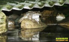 [�¸���]Ҷ������ֳʯ�ܳ�����ֳ�������¸���Ƶ