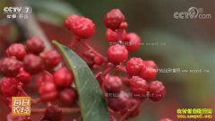 [ÿ��ũ��]�Ĵ���Դ���޽���ǰ������