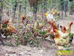 ���ྸԶл�������ι����ÿֻ���ۼ�260Ԫ