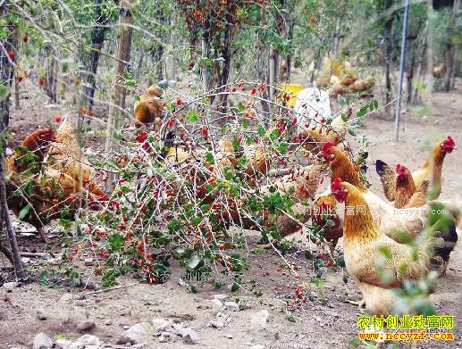 ���ྸԶл�������ι����ÿֻ���ۼ�260Ԫ