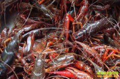 С��Ϻ���ڼ������� �������ؼ��㡱ȷ��С��Ϻ��ֳЧ��