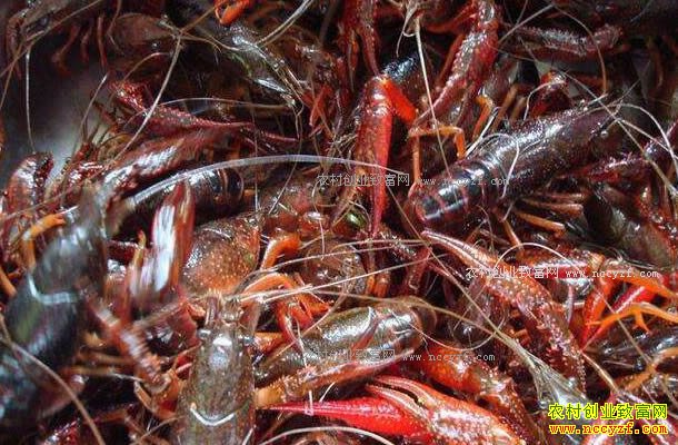 С��Ϻ���ڼ������� �������ؼ��㡱ȷ��С��Ϻ��ֳЧ��