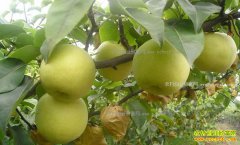 ɽ���������������������ũҩЧ���