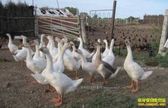 ������������ѩ÷���조��������ƶ��·