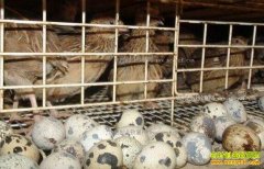 ������������������ȴ������ջ�