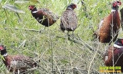 �Ĵ�ͨ������������Ұ�����ġ����¸���