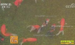 [ũ�����]����ͨ������־��ֳ��ֵǮ�Ľ�����׬Ǯ