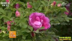 [ũ�����]��֦õ�����༼����Ƶ