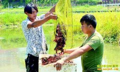 �Ĵ�������ǰ��壺������ֳС��Ϻ��ũ���¸�����Ŀ