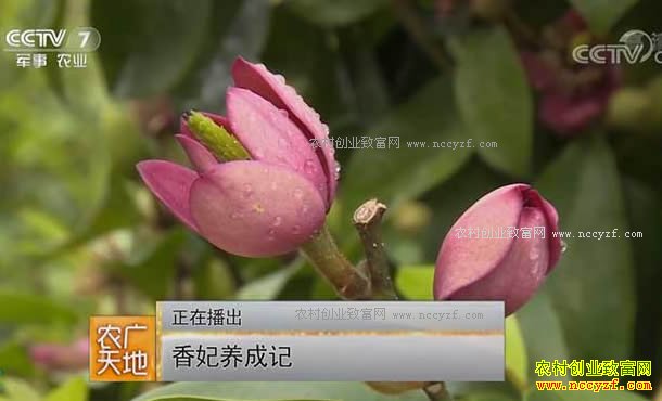 [ũ�����]�����������Ĵ�����������������Ƶ